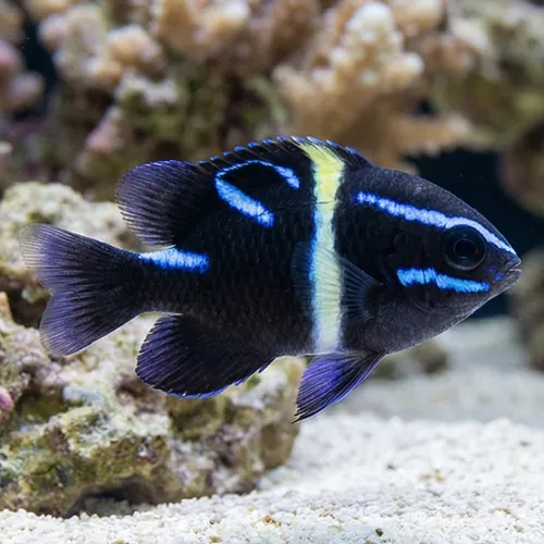 Javanese (Blue Velvet) Damsel