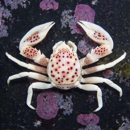 Anemone Crab: White