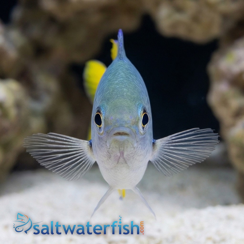Ternate Chromis  
