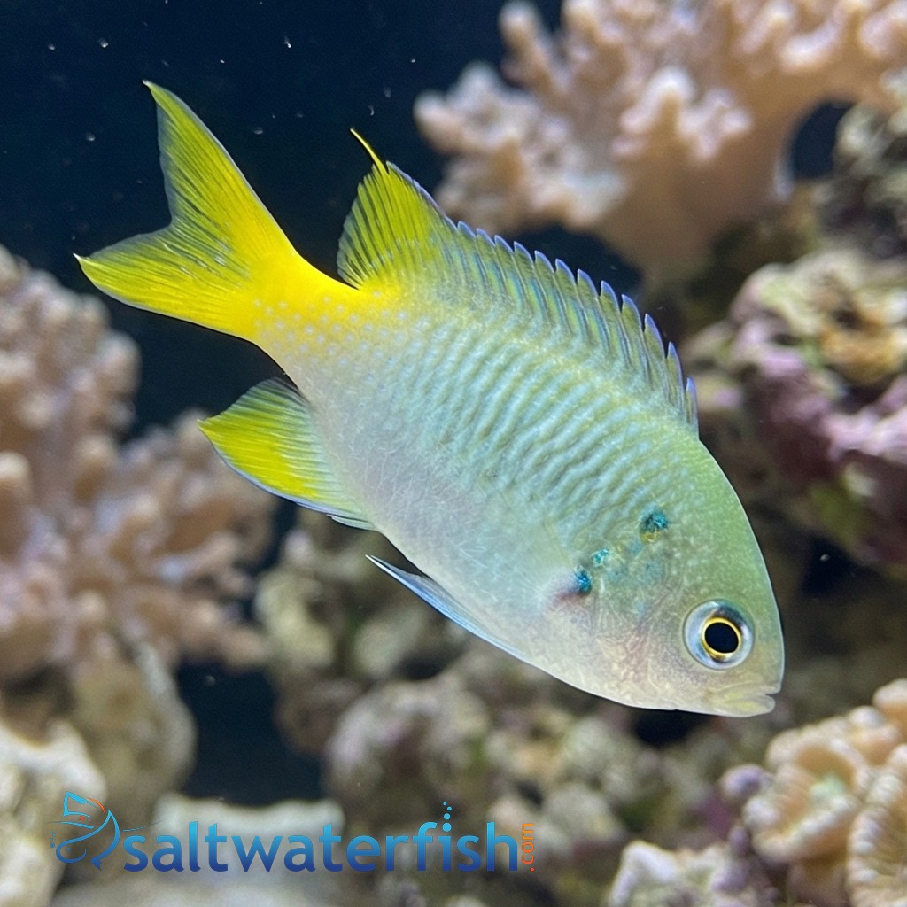 Ternate Chromis  