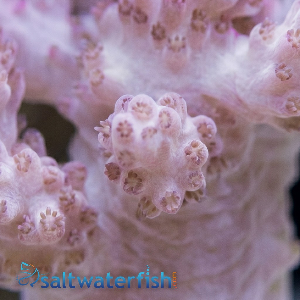 Nepthea Tree : Koji Wada Pink  