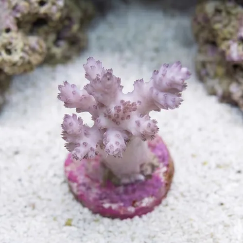 Nepthea Tree : Koji Wada Pink