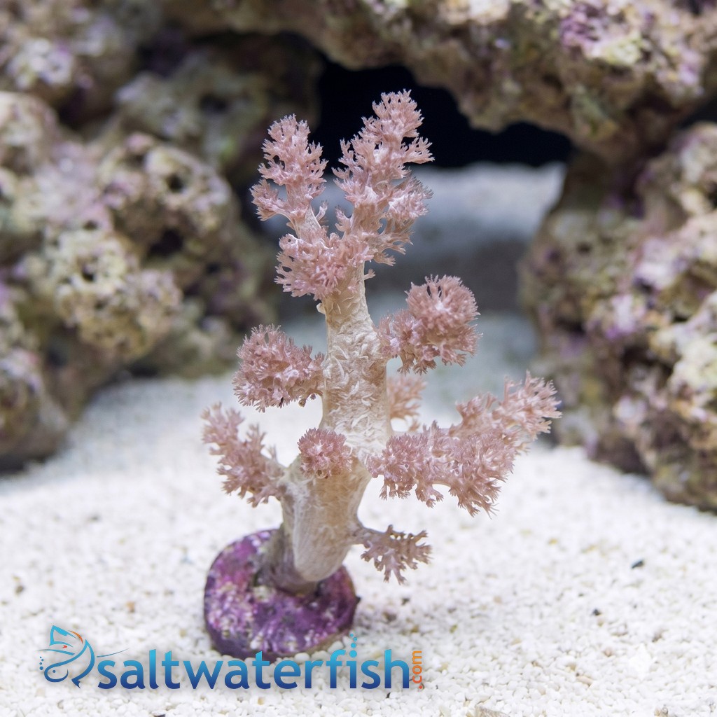 Nepthea Tree: Koji Wada Yellow - Aquacultured