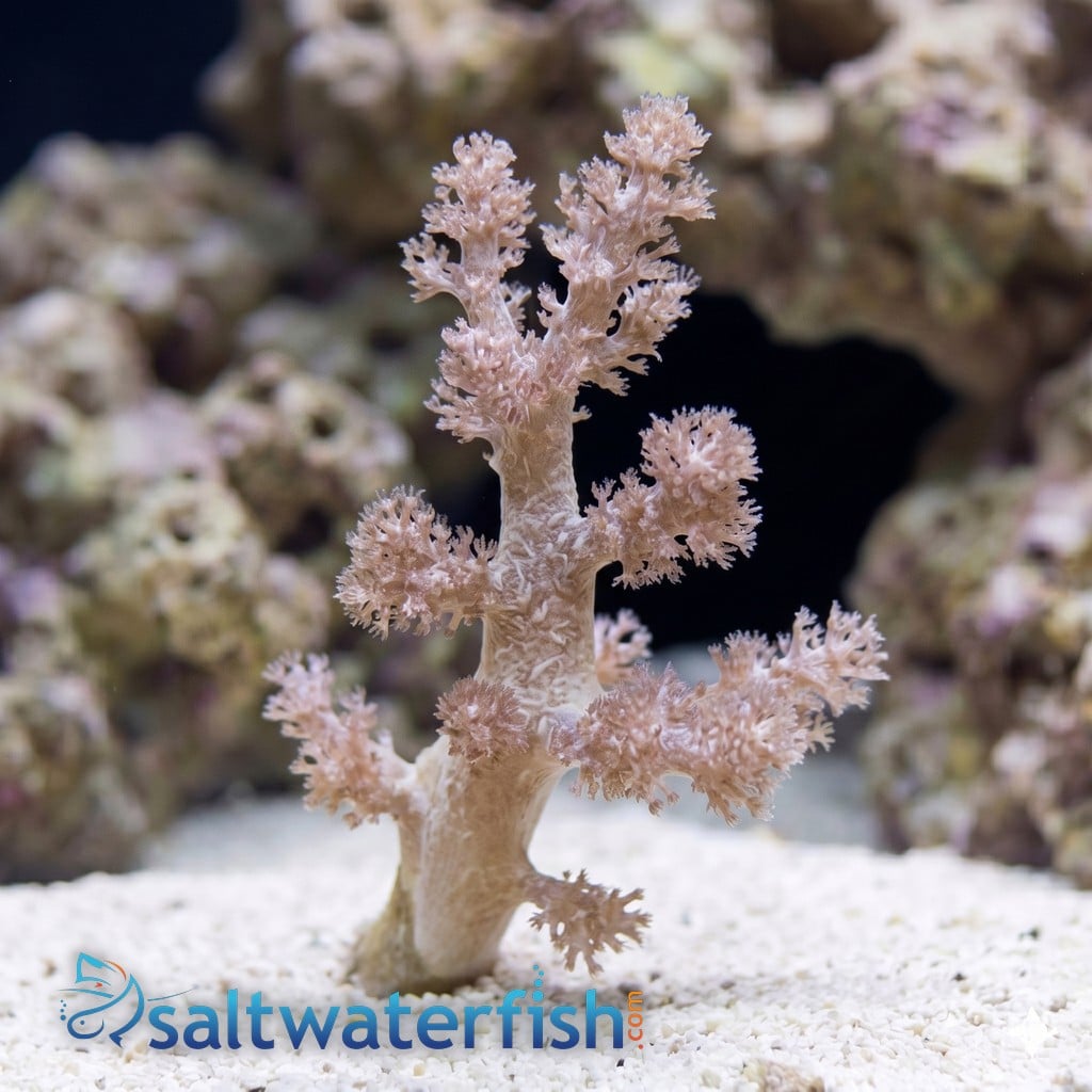 Nepthea Tree: Koji Wada Yellow - Aquacultured