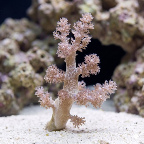 Nepthea Tree : Koji Wada Yellow 