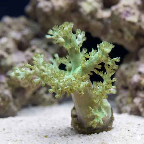 Nepthea : Solomon Hairy - Aquauclutred
