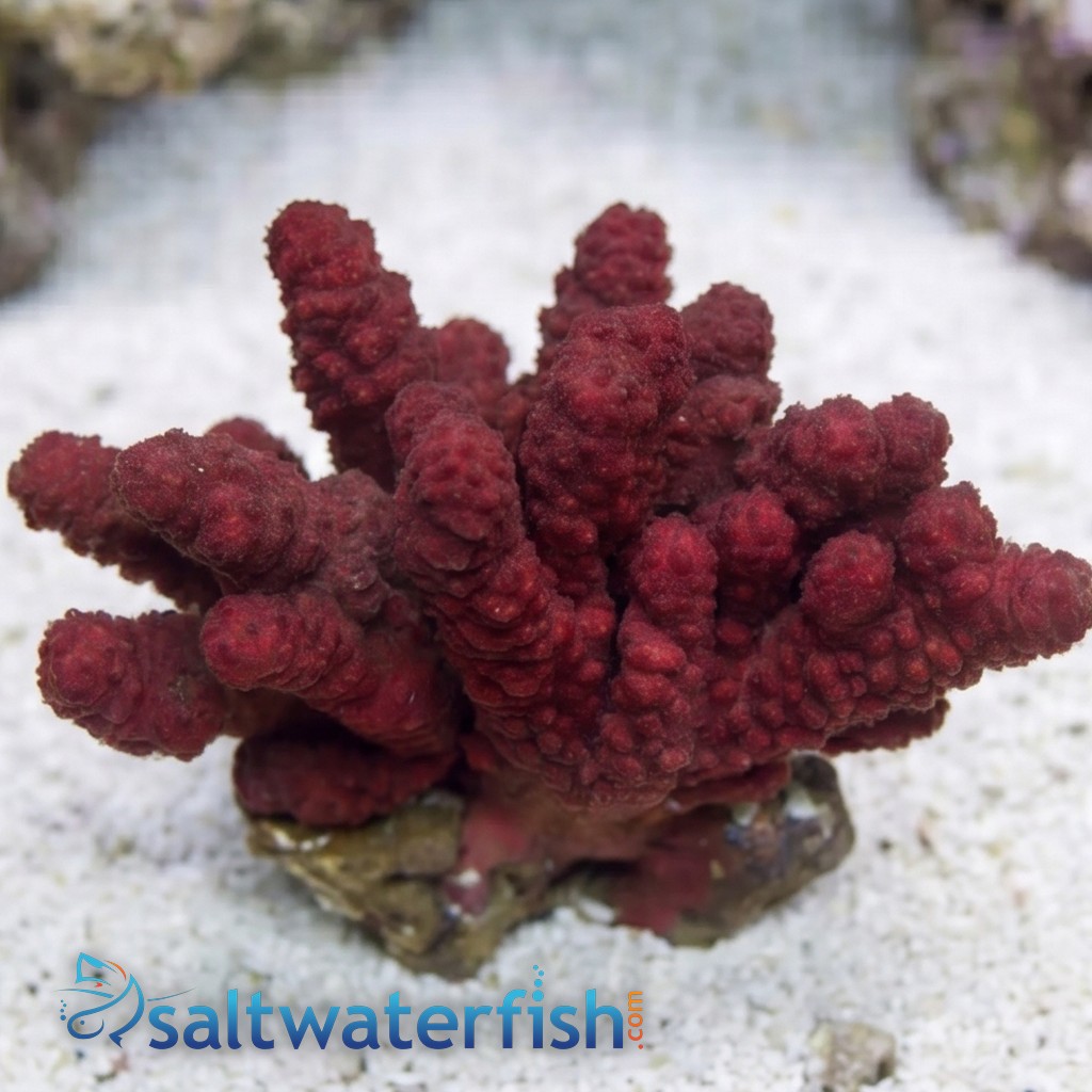 Chili / Cactus Coral - Indo Pacific