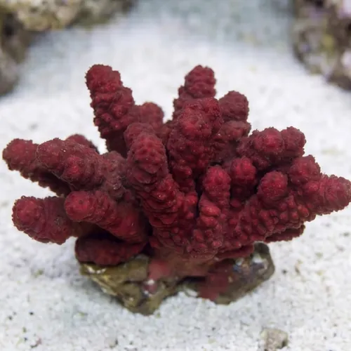 Chili / Cactus Coral - Indo Pacific