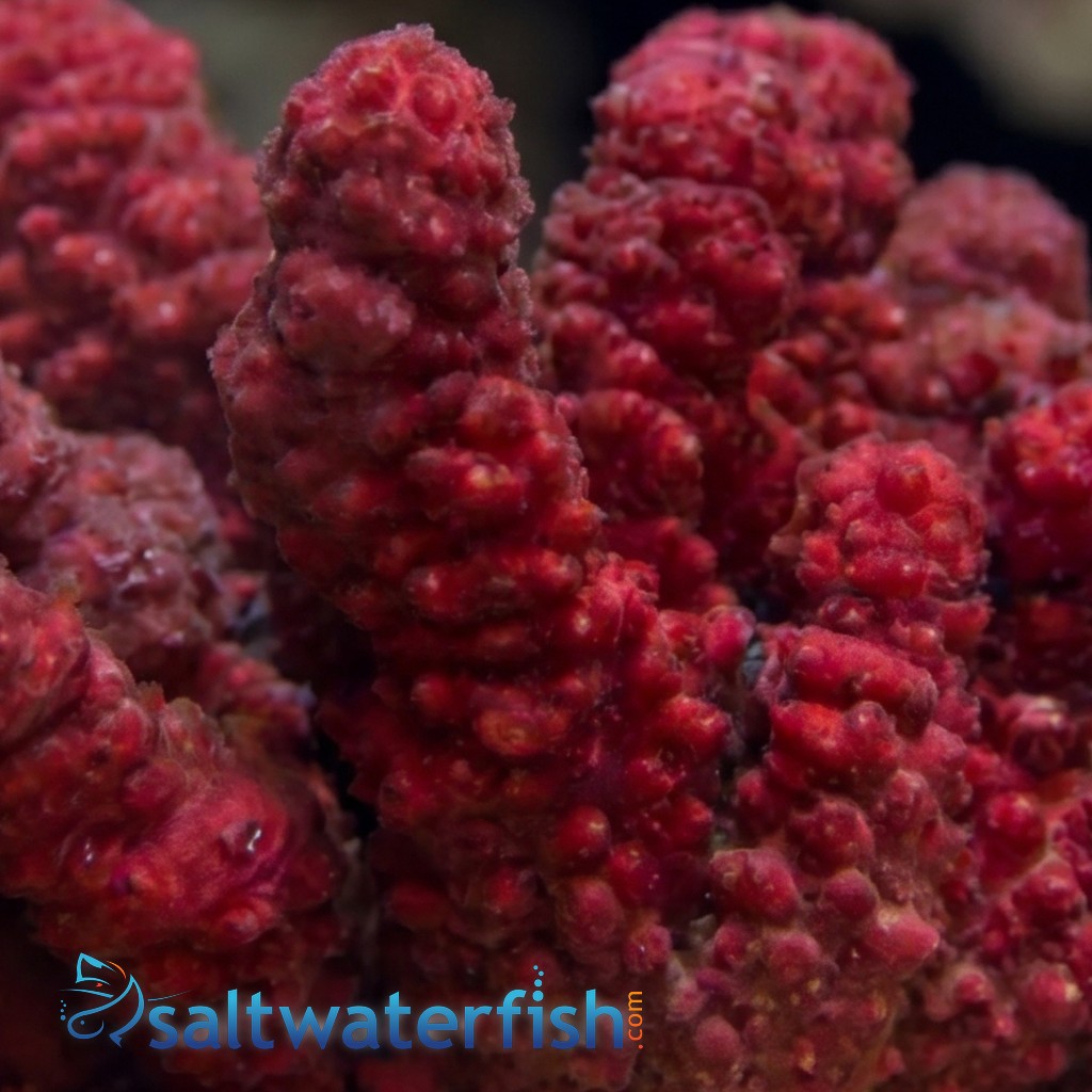 Chili Coral