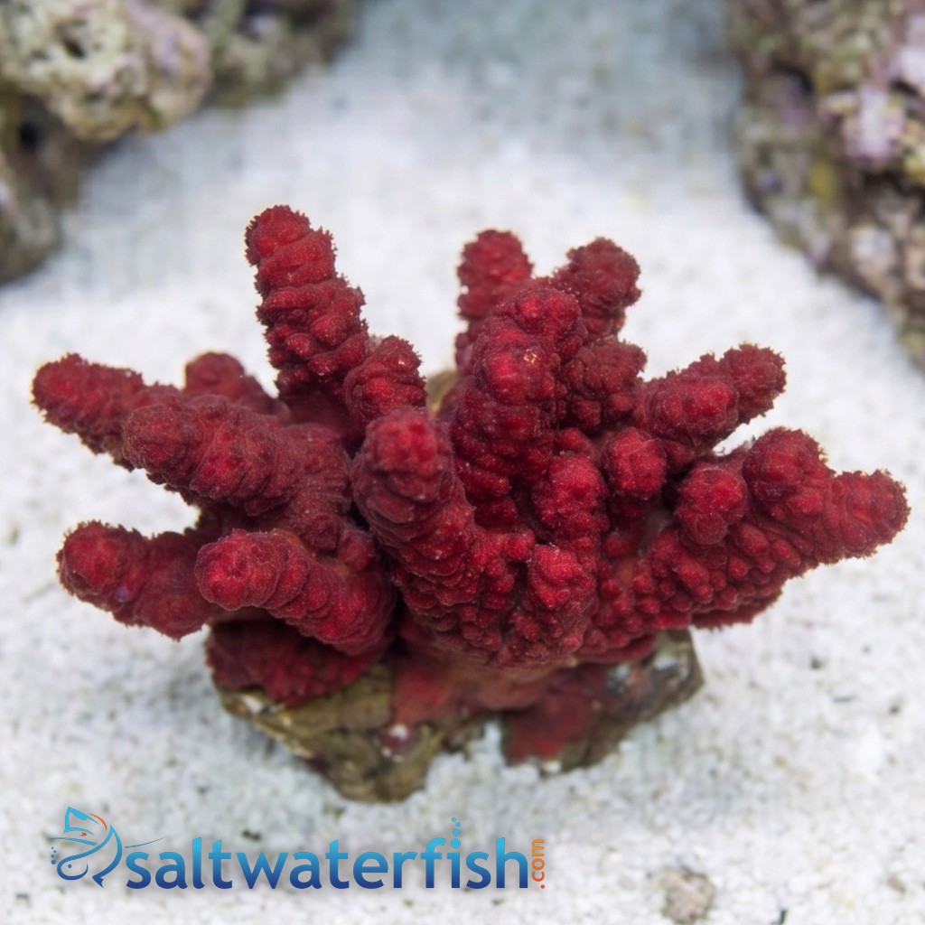 Chili Coral
