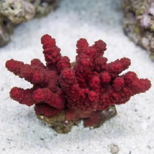 Chili Coral