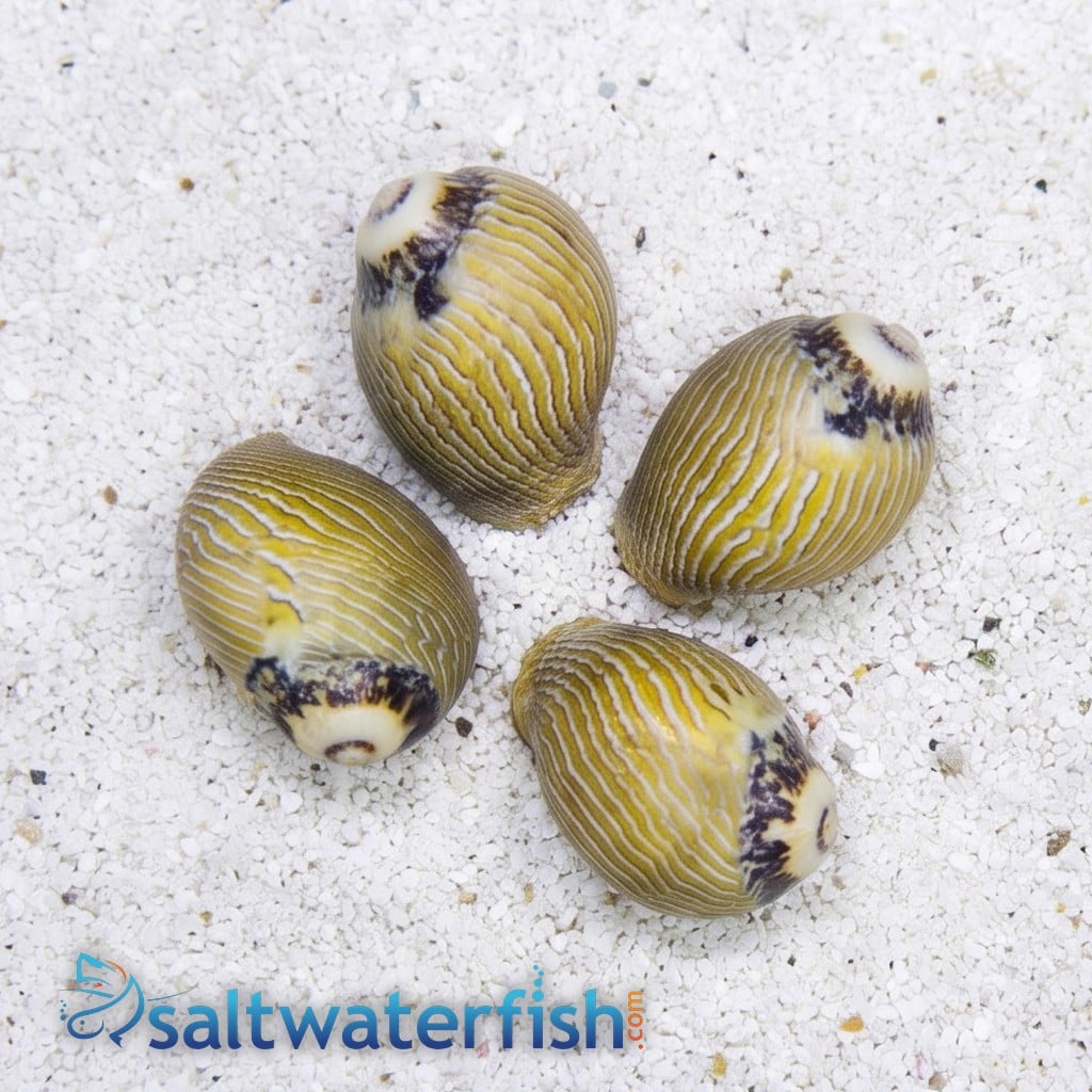 Nerite Snail