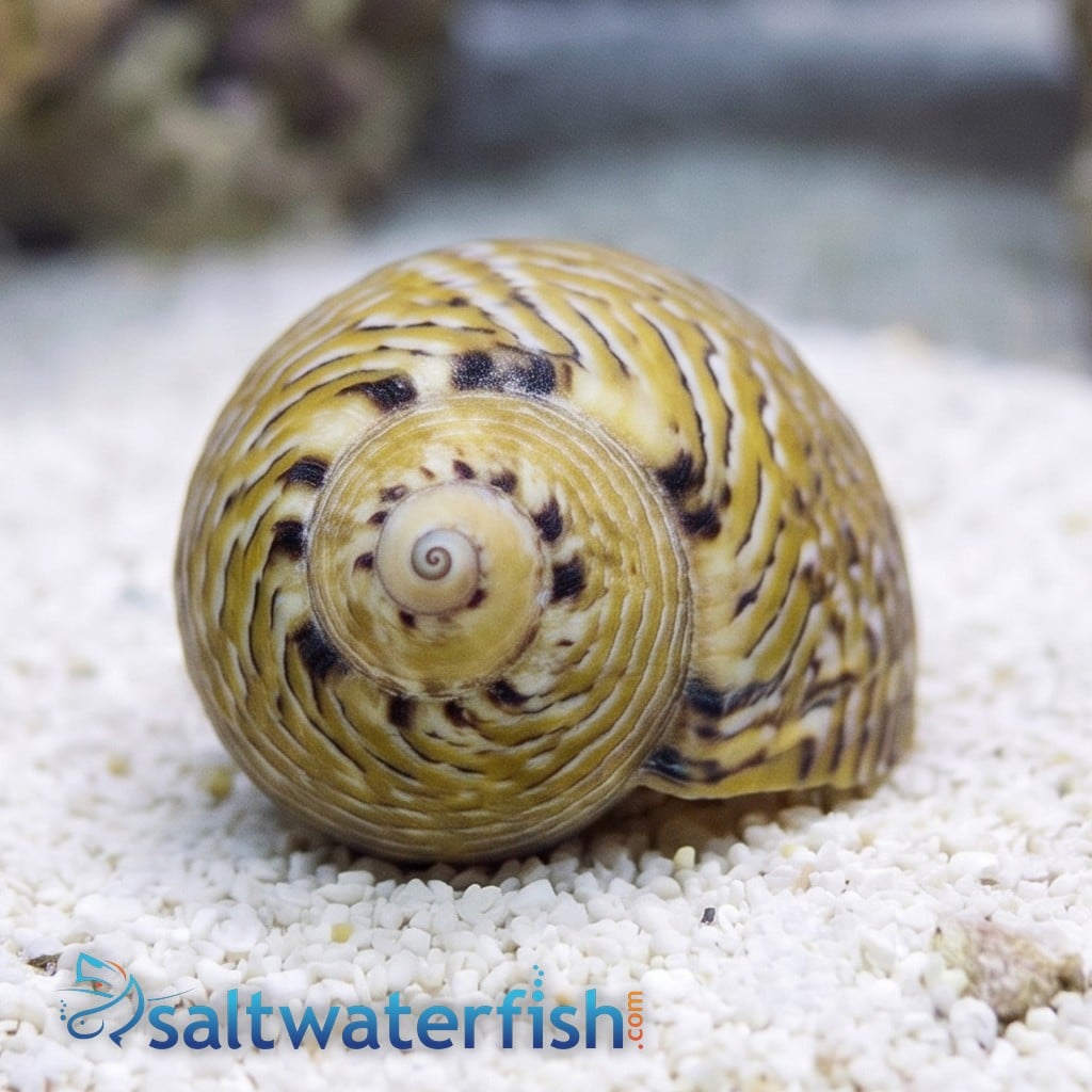 Nerite Snail