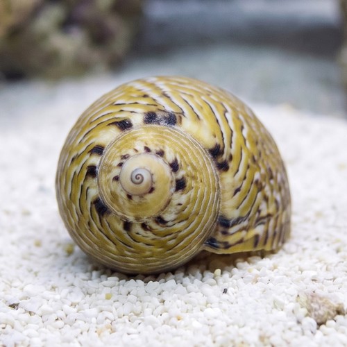 Nerite Snail - East Pacific