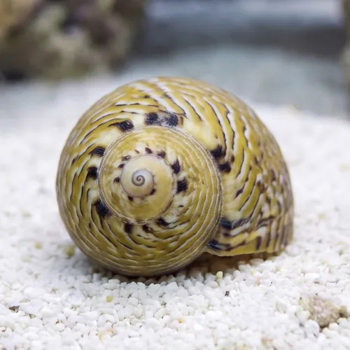 Nerite Snail