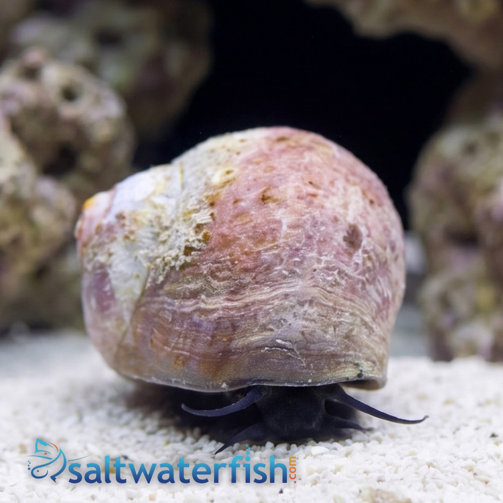 Red Moon Snail - East Pacific