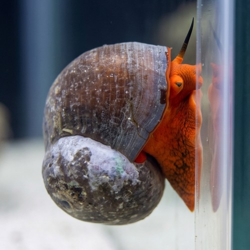 Red Moon Snail - East Pacific