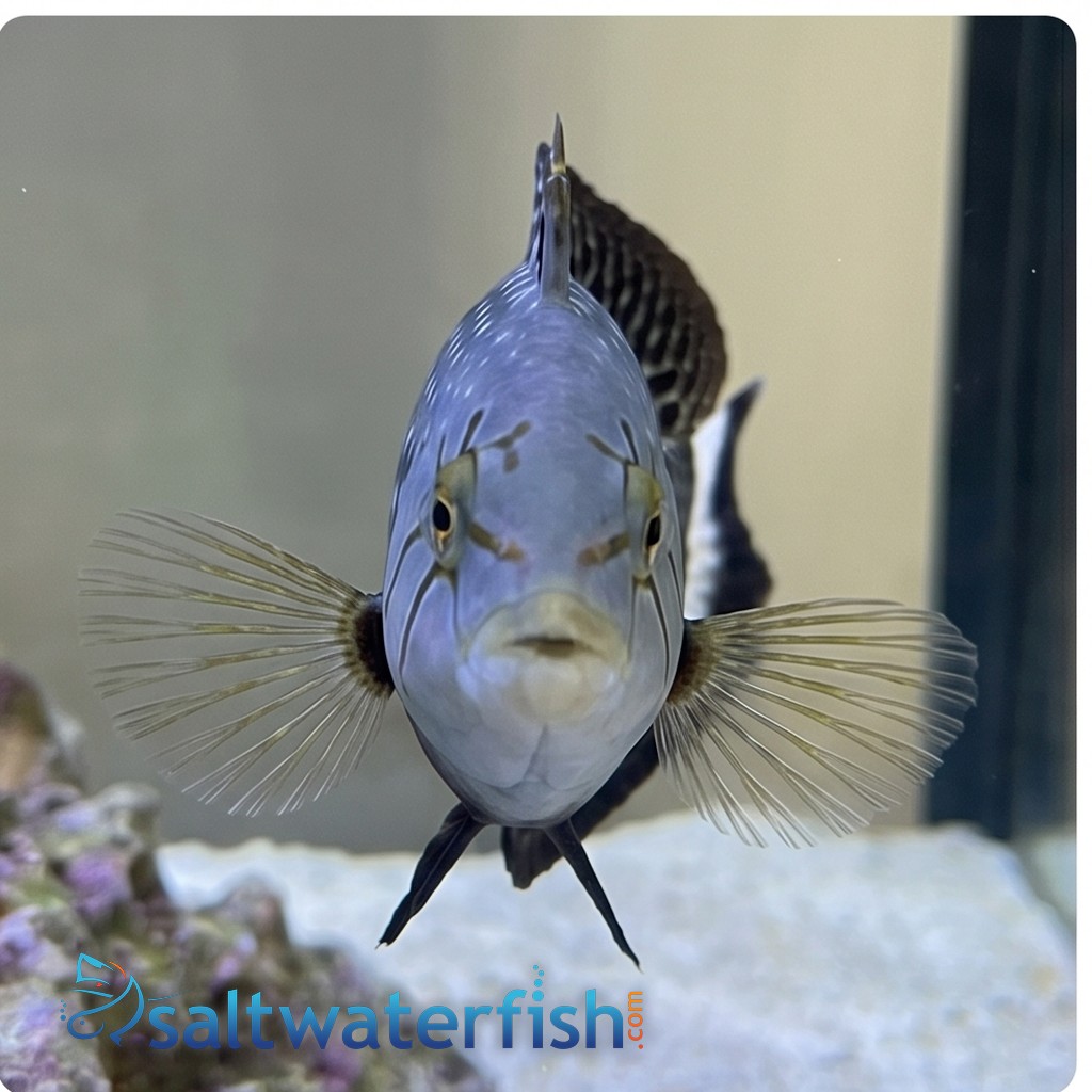Dragon Wrasse - South Asia