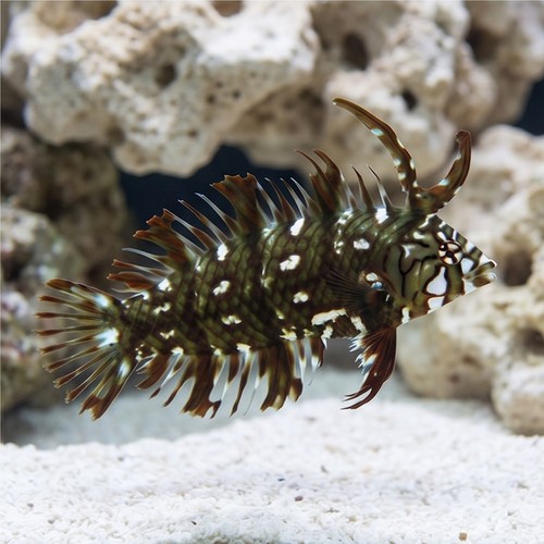 Dragon Wrasse - South Asia