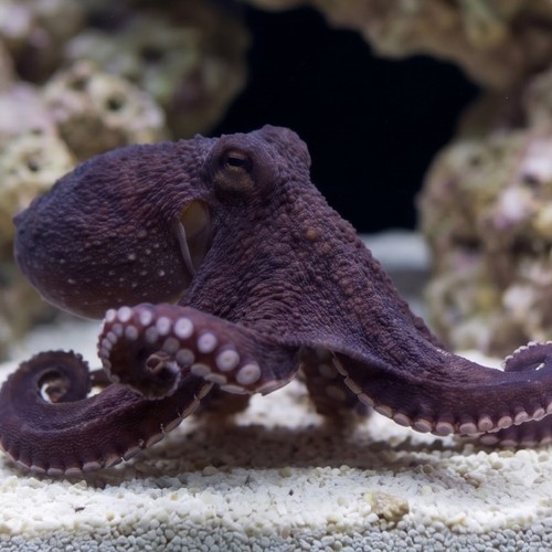Octopus: Brown - Pacific