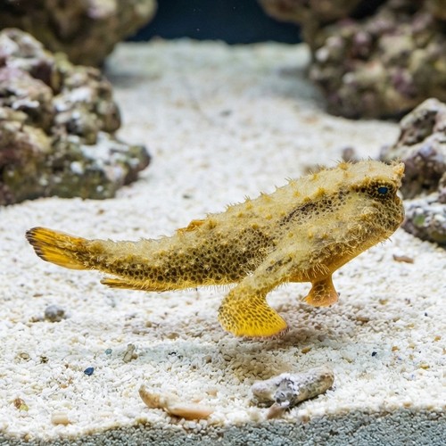 Longnose Batfish
