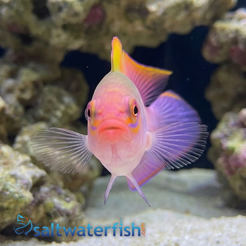 Australian Multicolor Dottyback