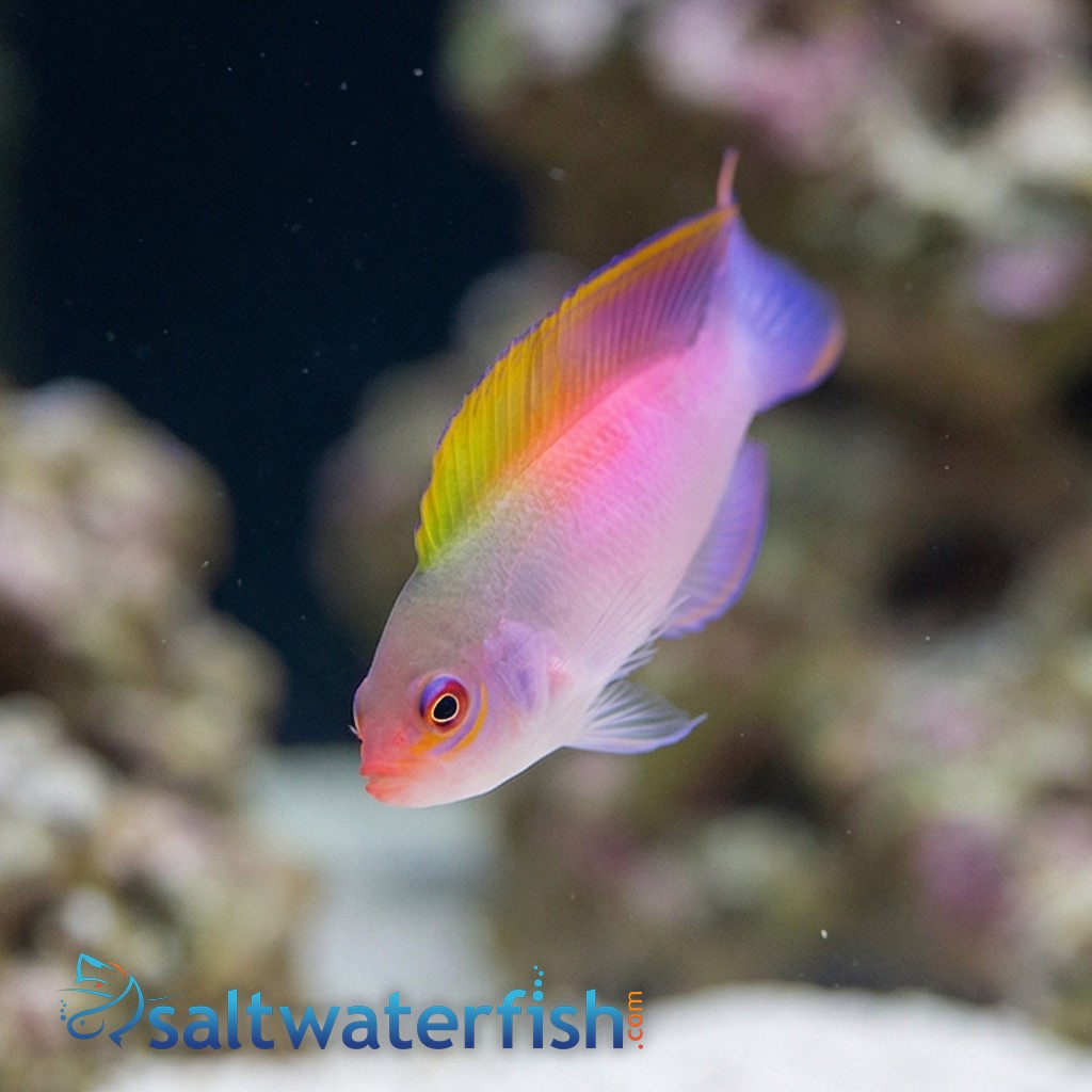 Australian Multicolor Dottyback