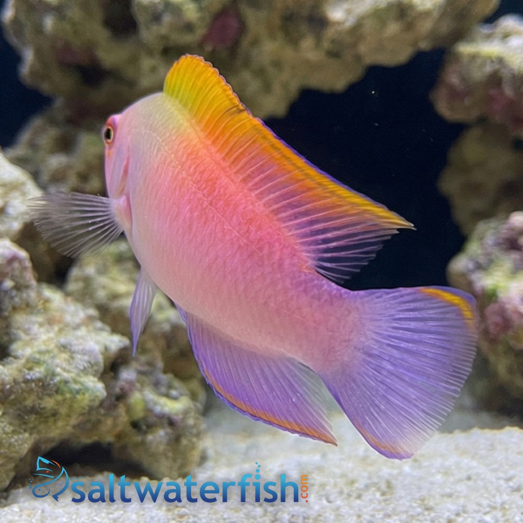 Australian Multicolor Dottyback