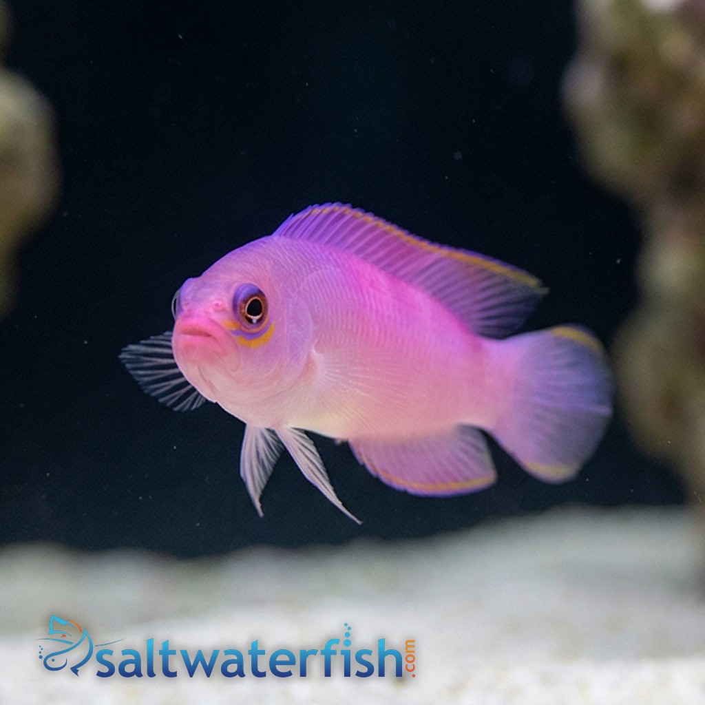 Australian Multicolor Dottyback