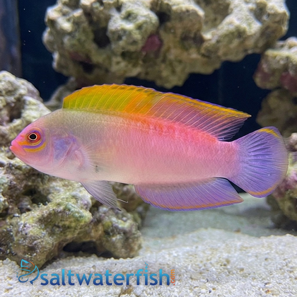 Australian Multicolor Dottyback