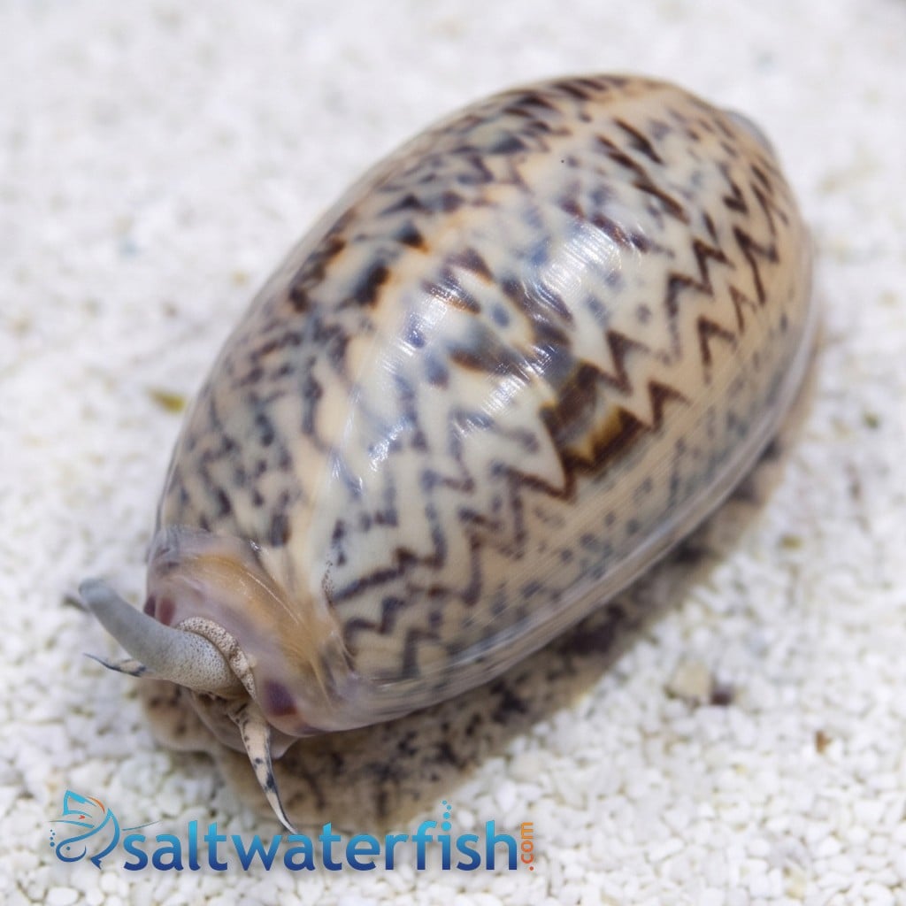 Olive Snail
