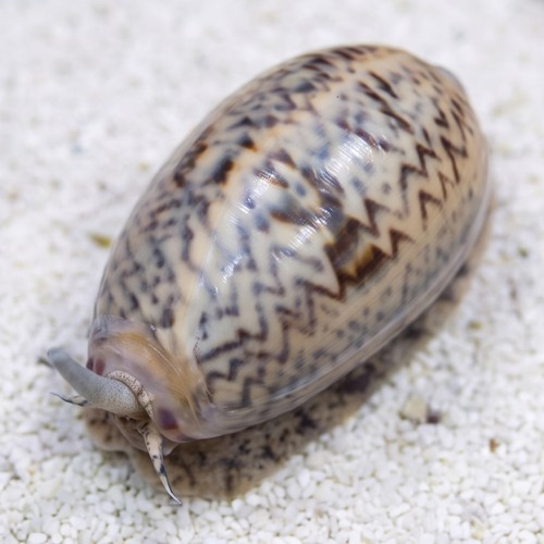 Olive Snail