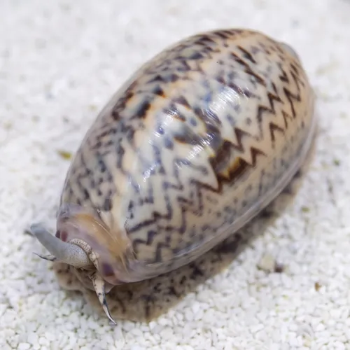 Olive Snail