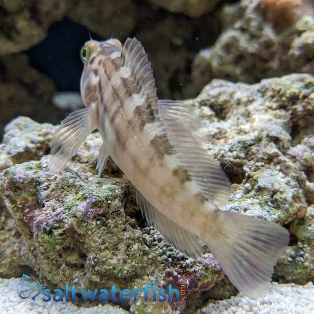 Redlip Blenny