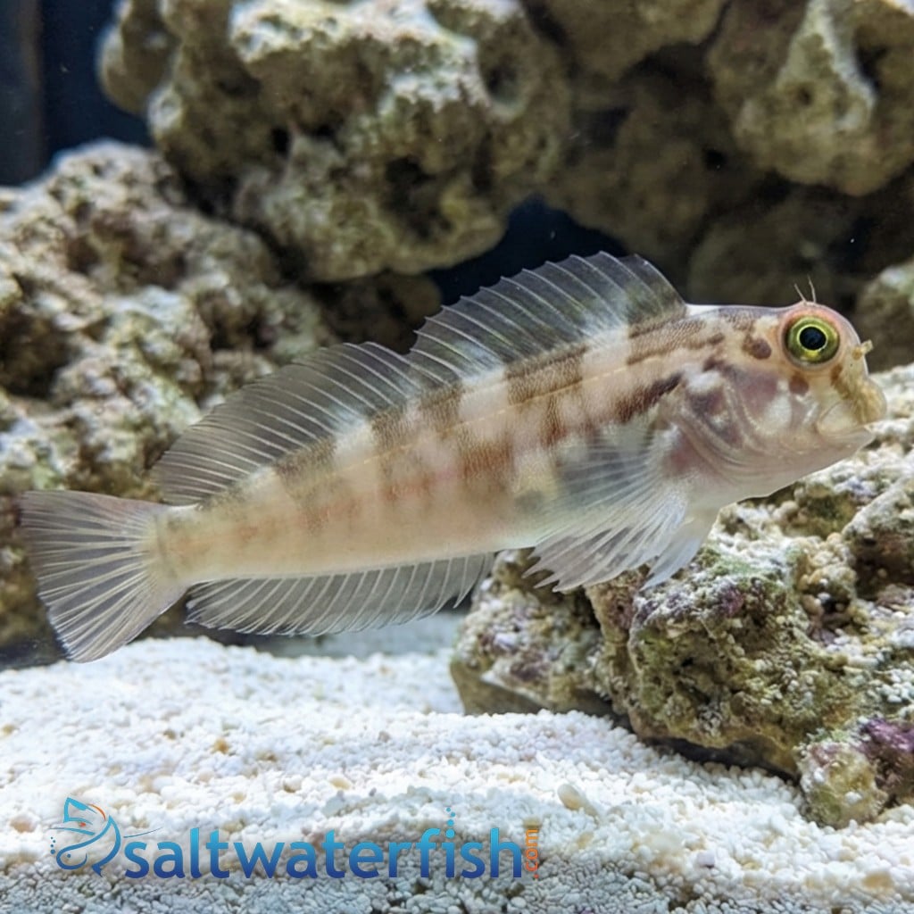 Redlip Blenny