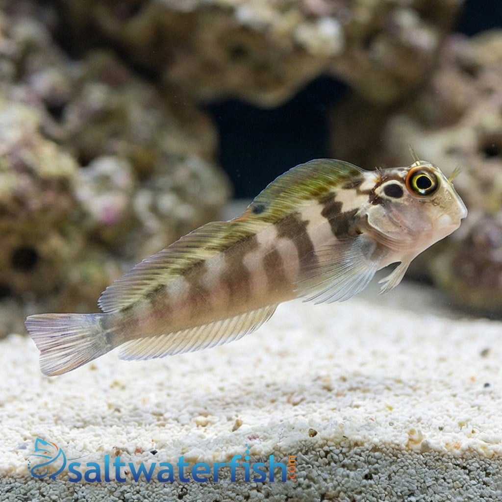 Panamic Fanged Blenny