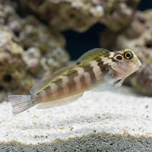 Panamic Fanged Blenny