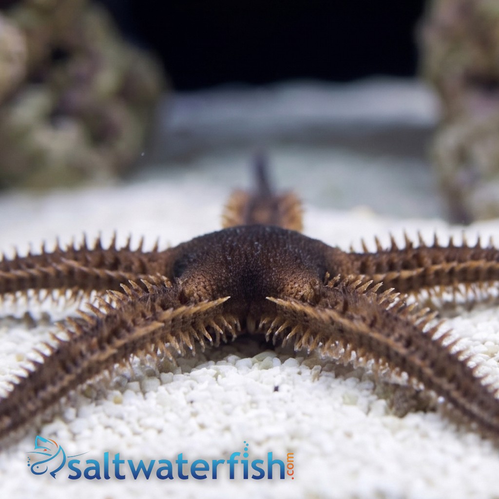 Blunt Spined Brittle Star