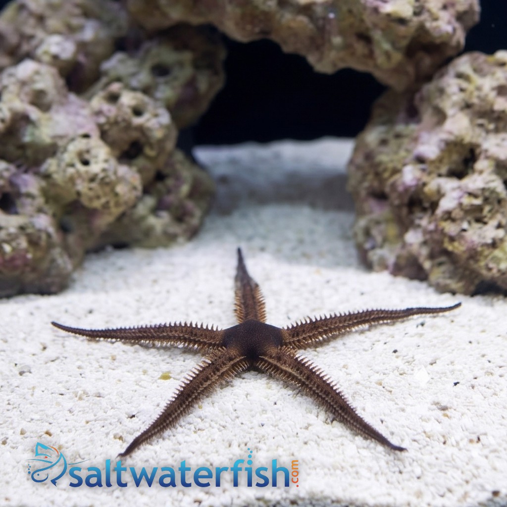 Blunt Spined Brittle Star