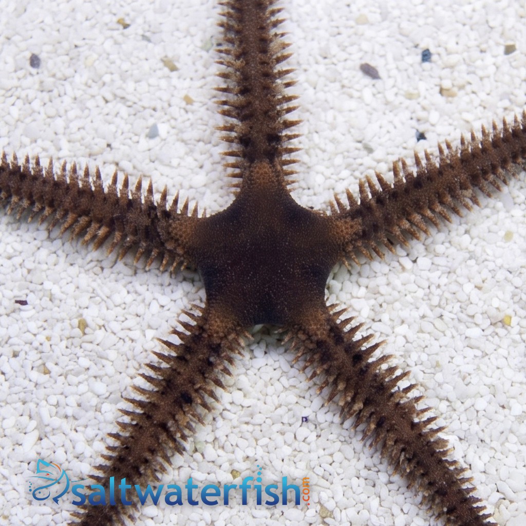 Blunt Spined Brittle Star