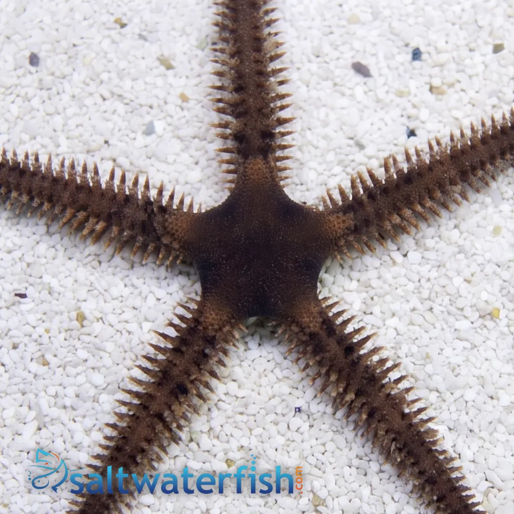 Blunt Spined Brittle Star - Starfish - Invertebrates