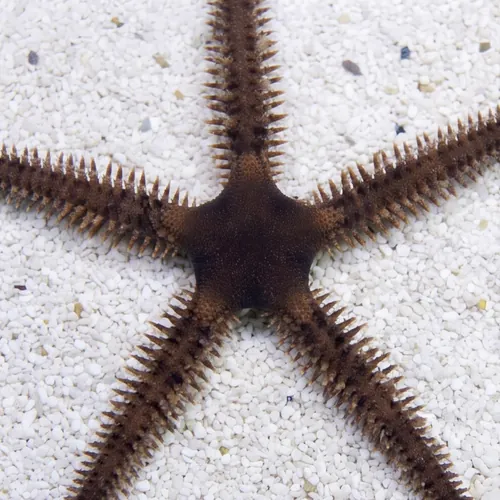 Blunt Spined Brittle Star