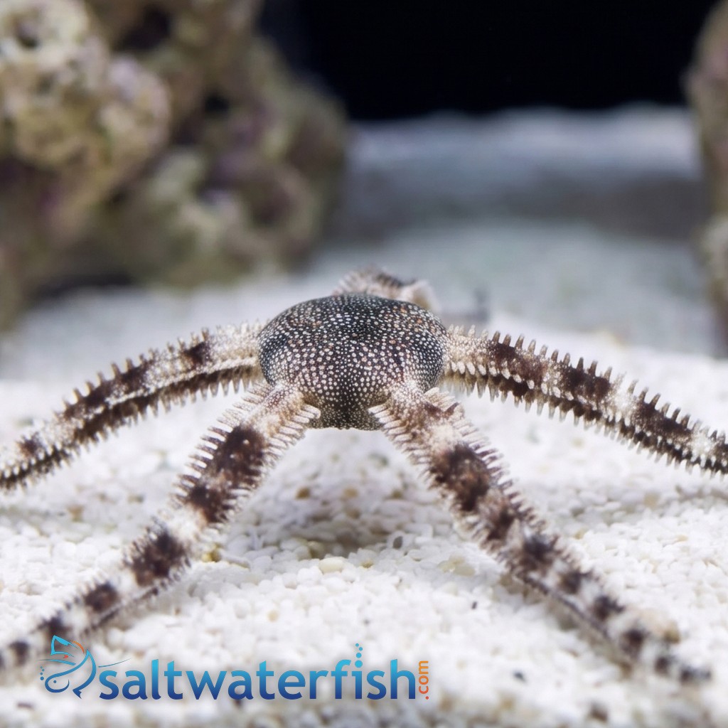 Banded Lagoon Brittle Starfish