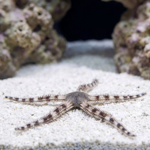 Banded Lagoon Brittle Starfish