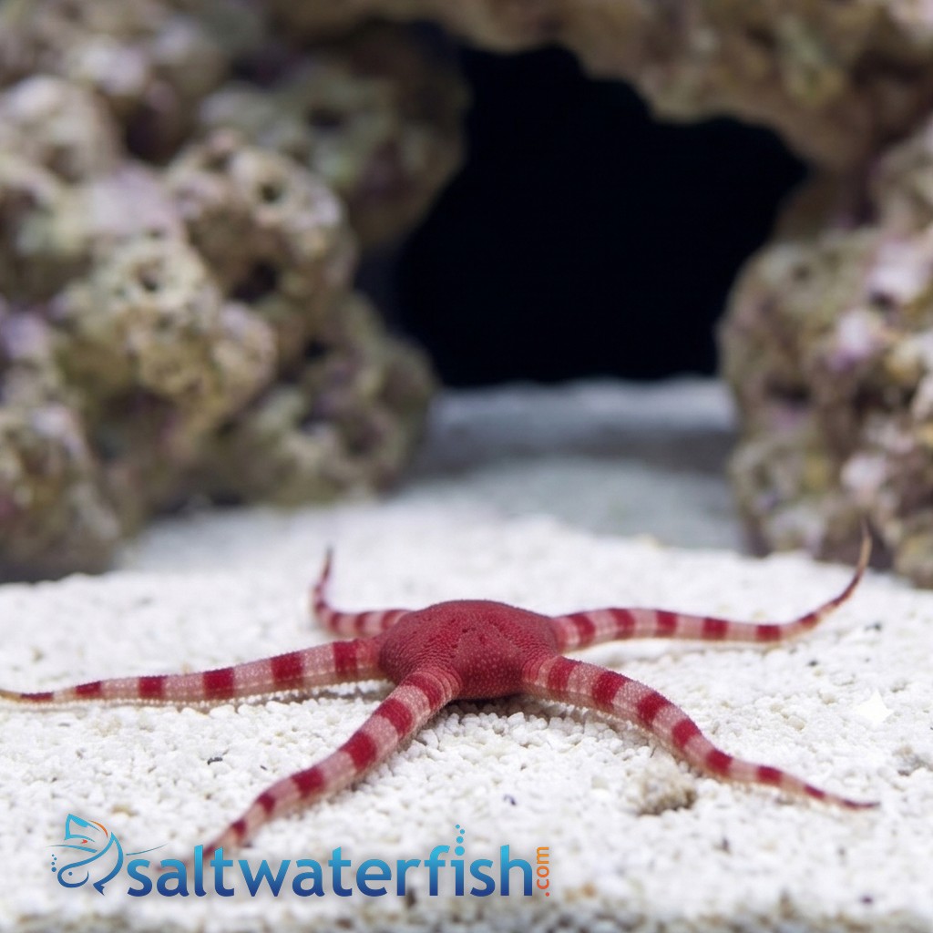 Red Brittle Starfish