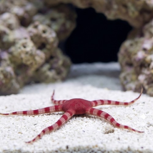 Red Brittle Starfish