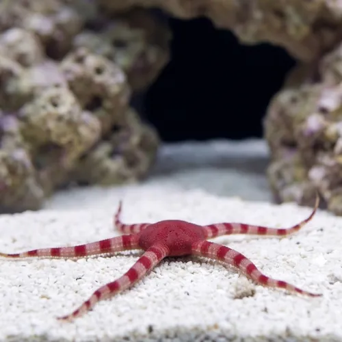 Red Brittle Starfish