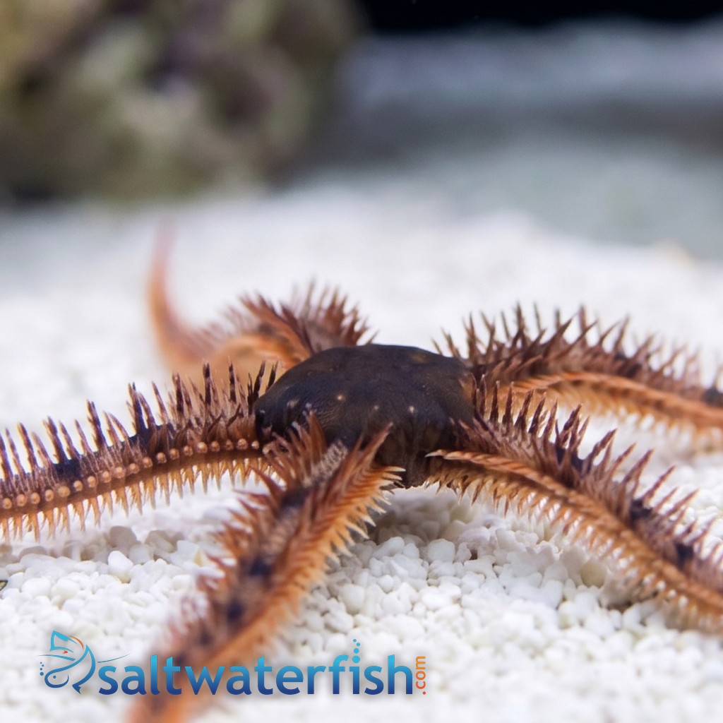 Red Brittle Starfish