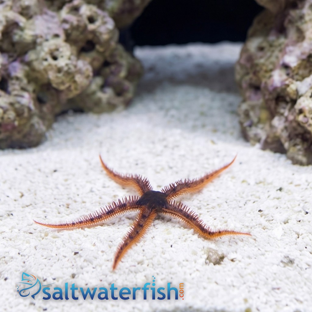 Red Brittle Starfish