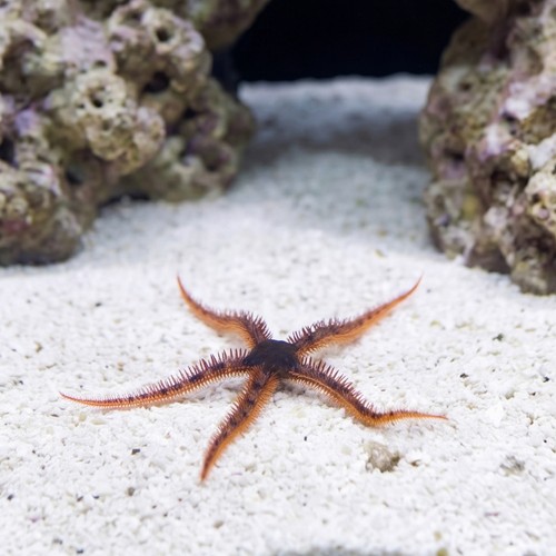 Red Brittle Starfish - Caribbean
